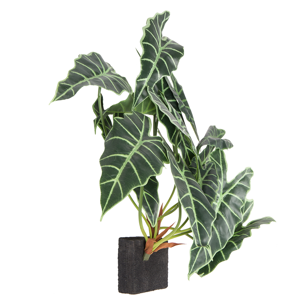 БК 32 Композиция с алоказией Полли на блоке 15*h10_2