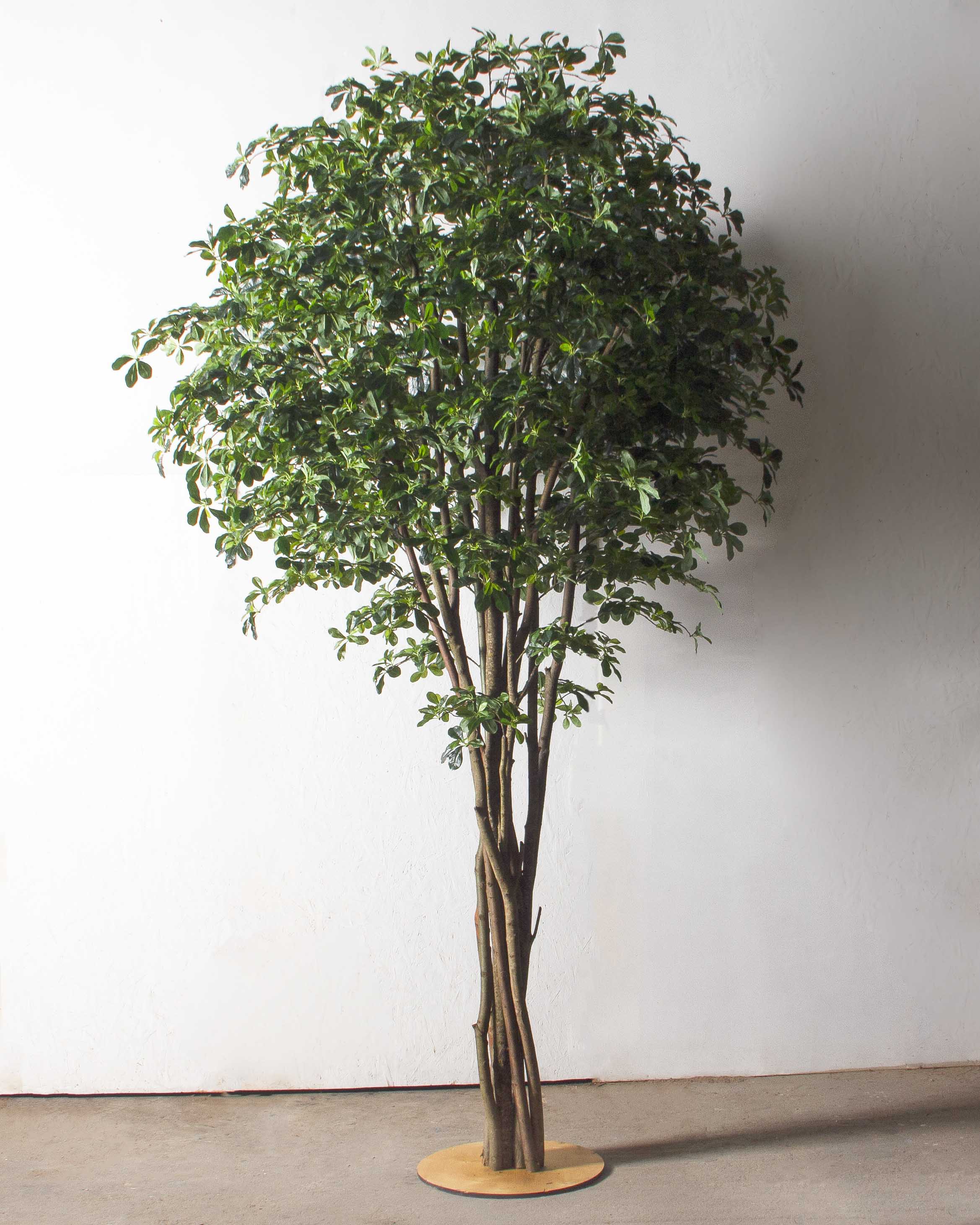 320/РН/84(з)(F) Шеффлера искусственная h320см (латекс)_3