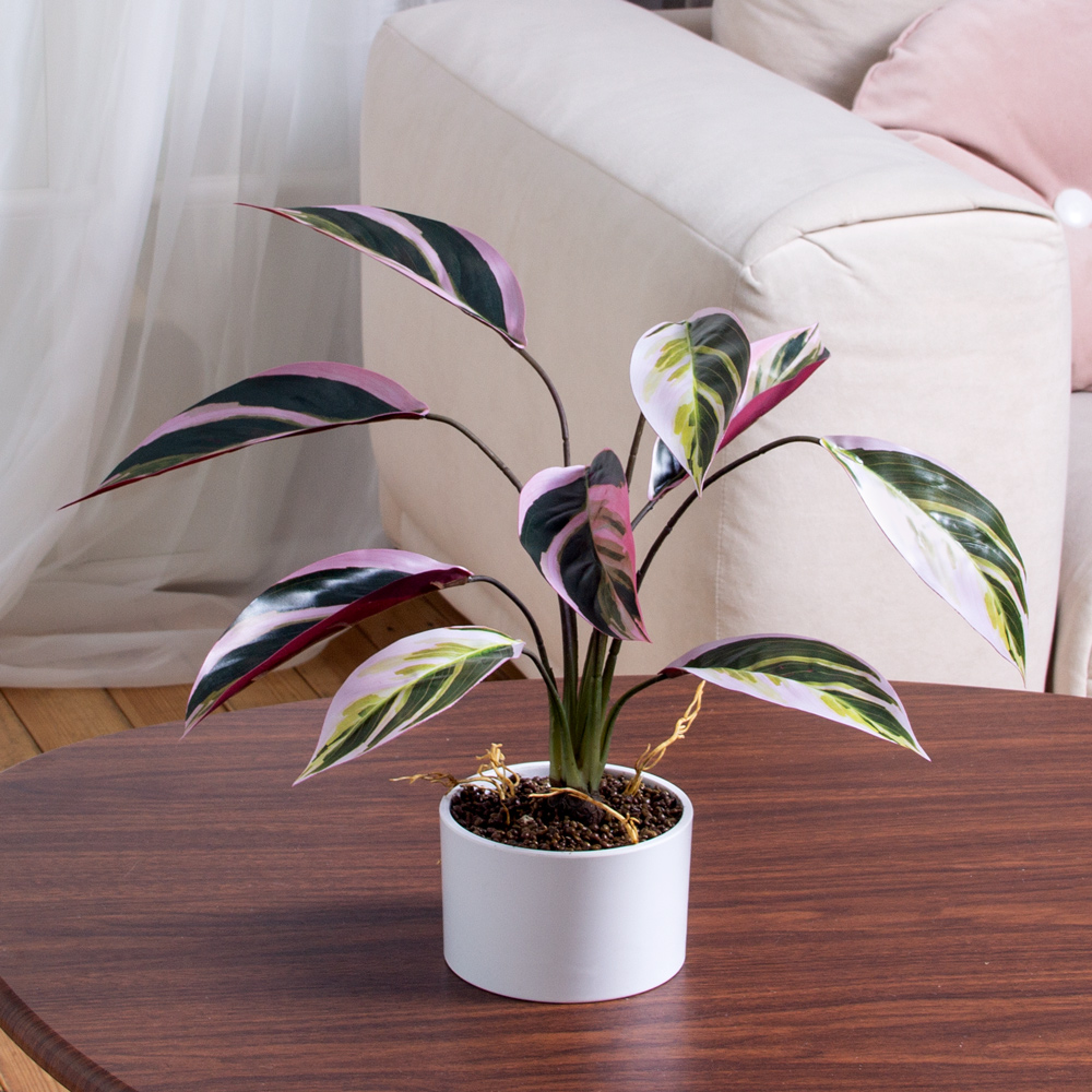 ЦС2122-2(F) Калатея искусственная Строманта,  розово-зеленая_3