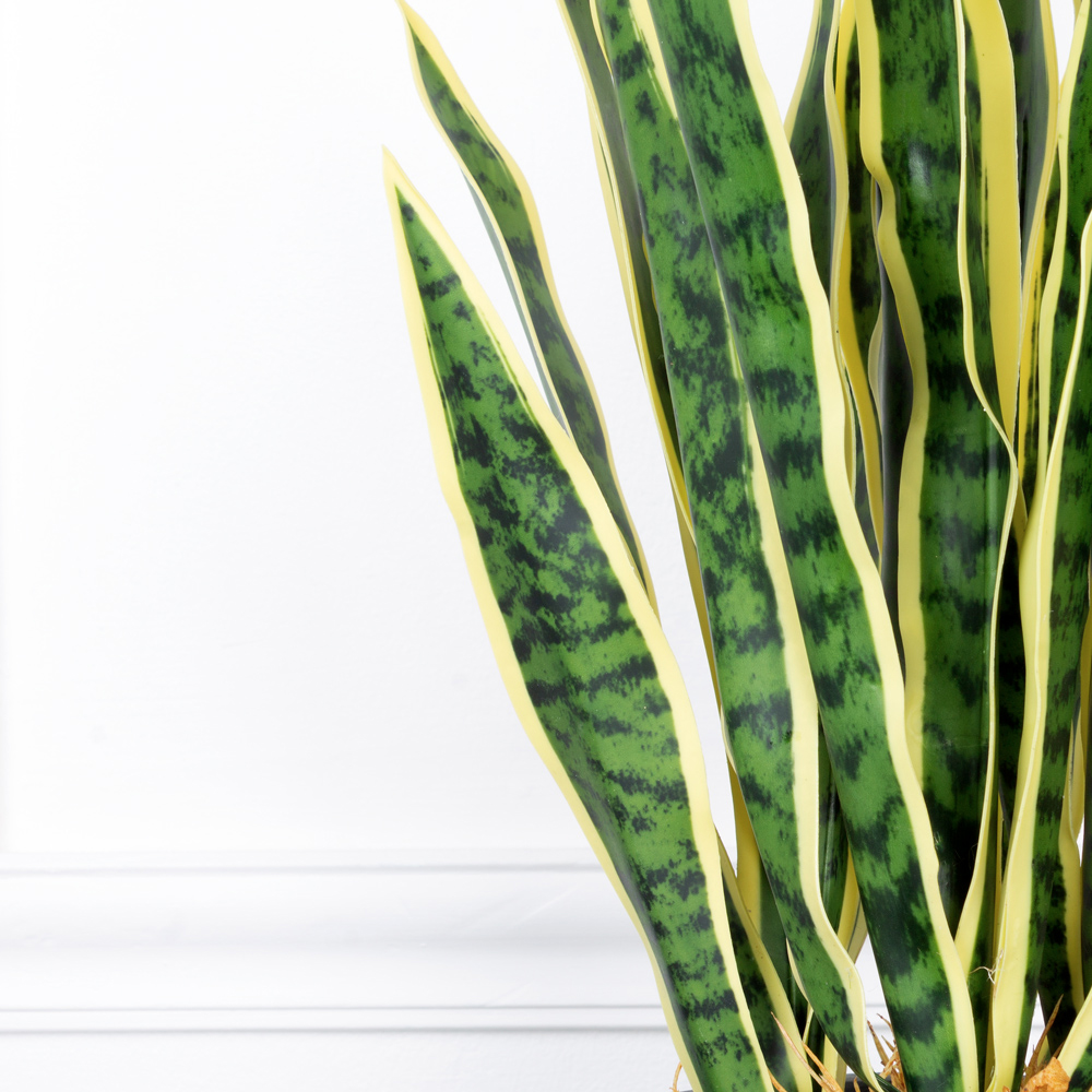 ЦС93-2 Сансевиерия желтая h55см в кашпо d15см_4